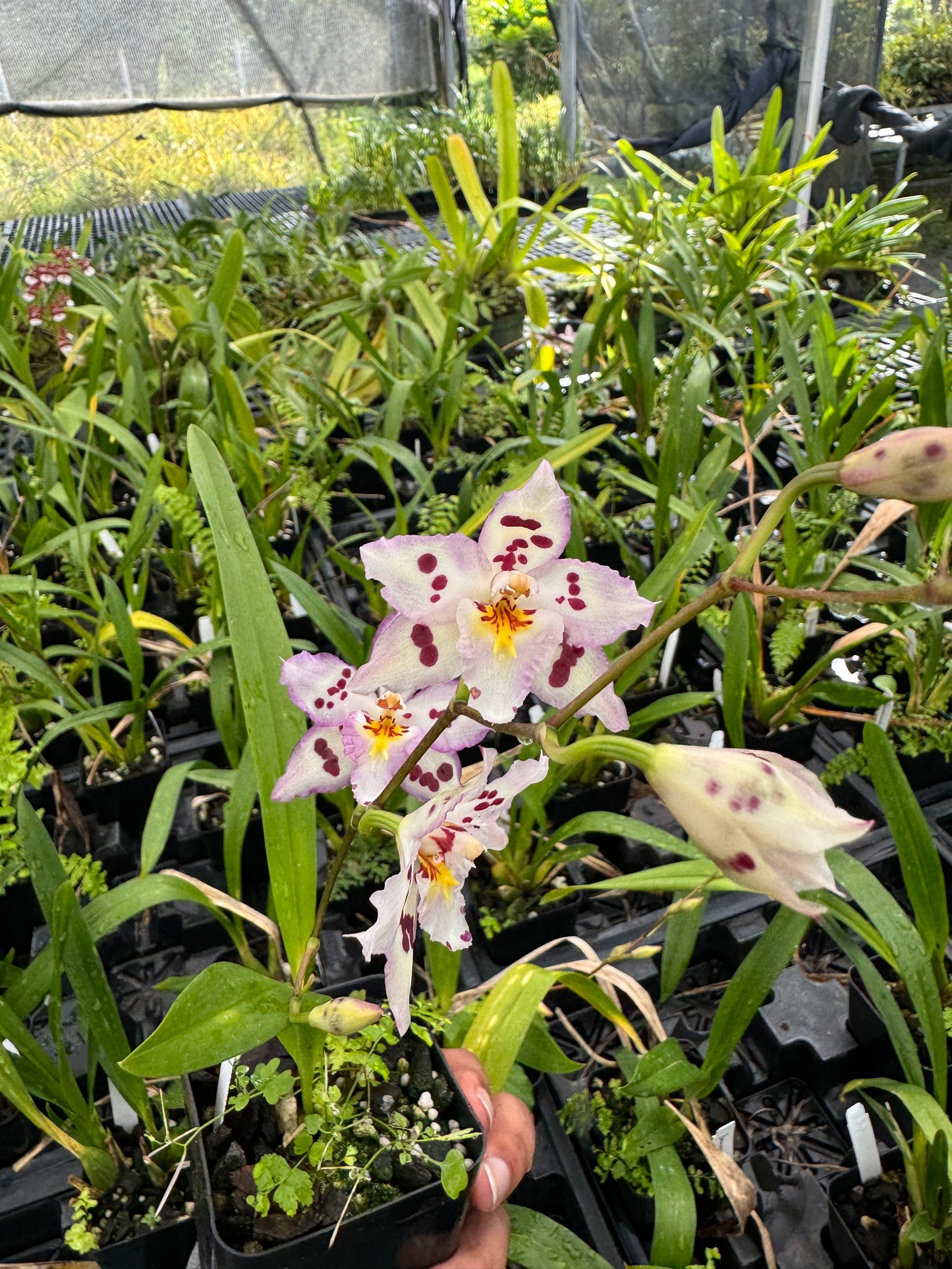 Wilsonara Opalescent ‘On the Edge’ Orchid Comes in 4" Pot - Aloha Hawaii Orchids