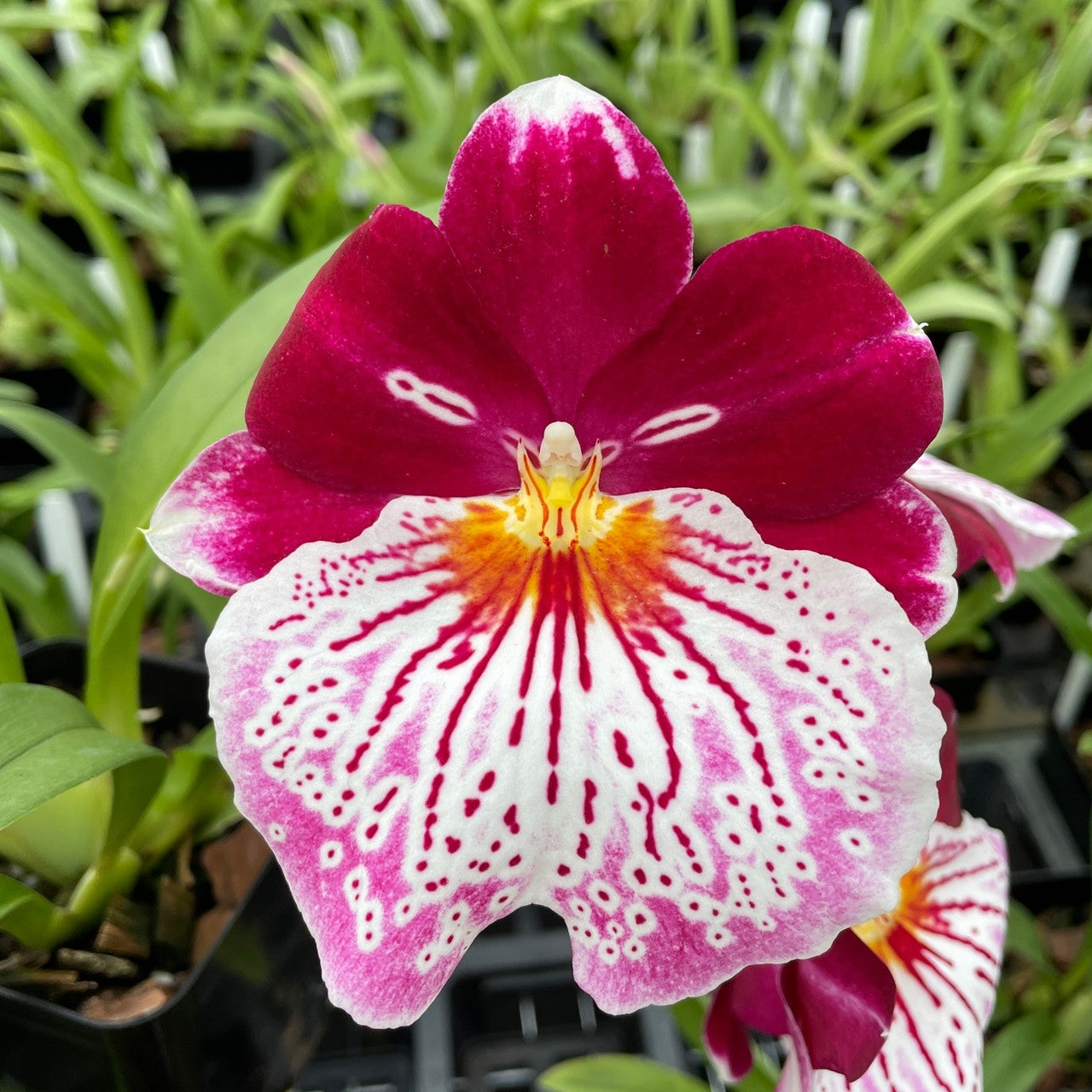 Milt Breathless 'Brilliant' Orchid Comes in 4