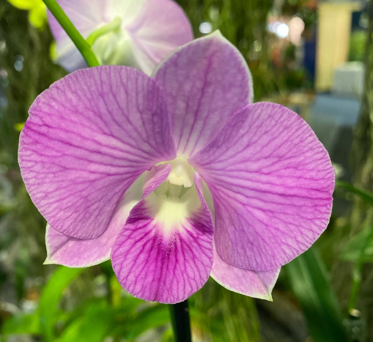 Den. Doreen Candy Stripe 2" Pot Orchid - Aloha Hawaii Orchids