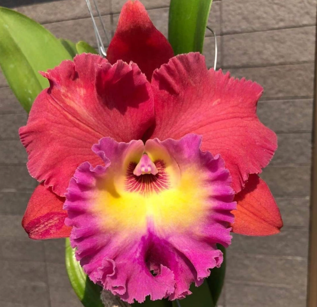 Rlc Siam Magic Cattaleya Orchid 4