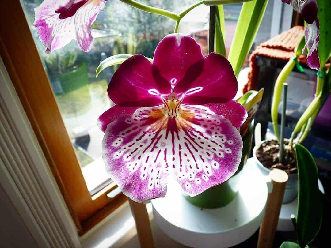 Orchid Miltoniopsis Breathless 'Beauty'Orchid Live Plants - Aloha Hawaii Orchids