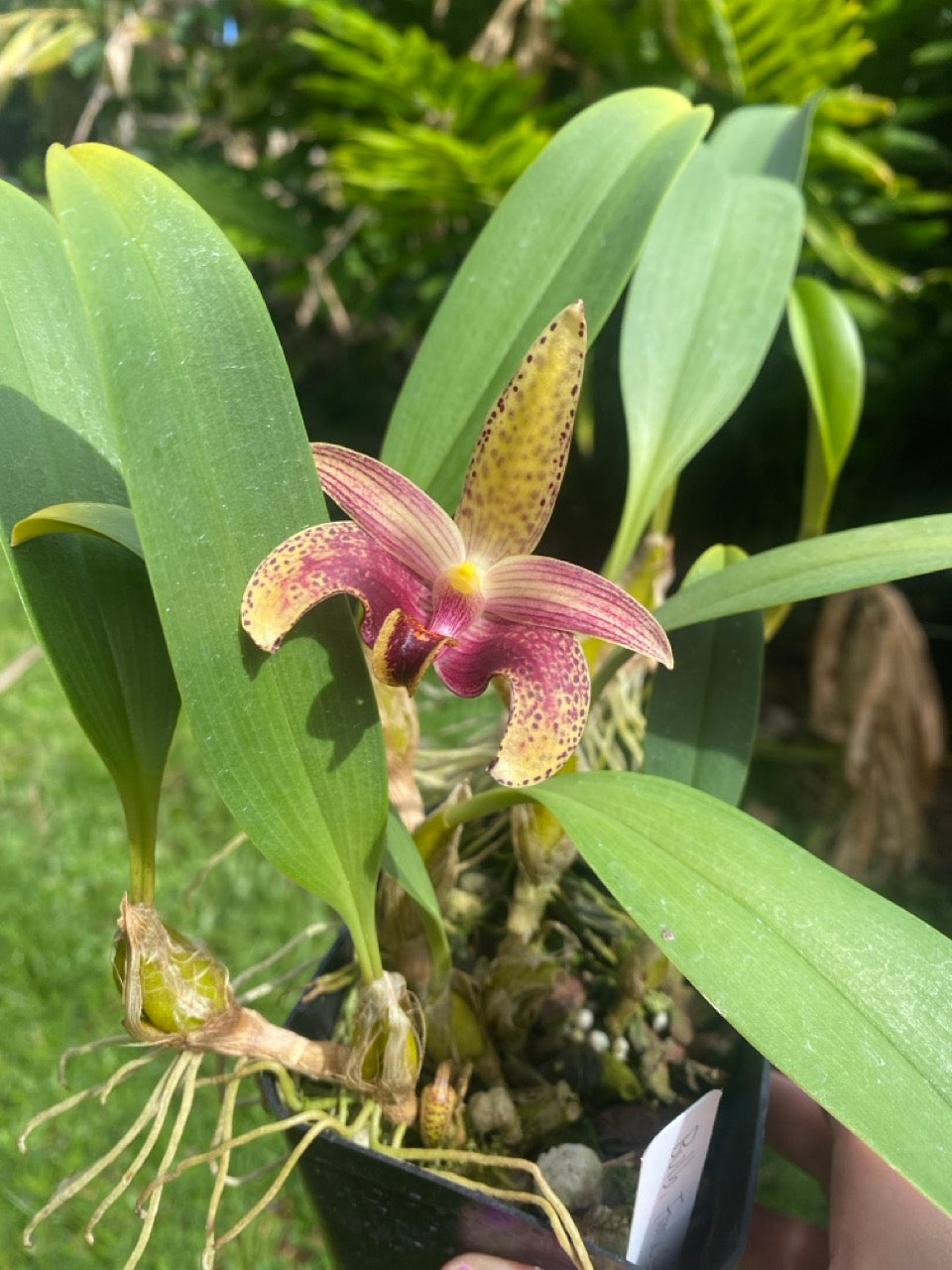 Orchid Bulbophyllum Claptonense Orchid Live Plant in 4