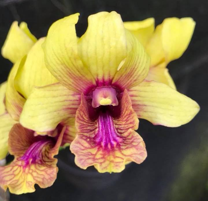 Dendrobium Thongchai Gold x Burana White Orchid - Aloha Hawaii Orchids