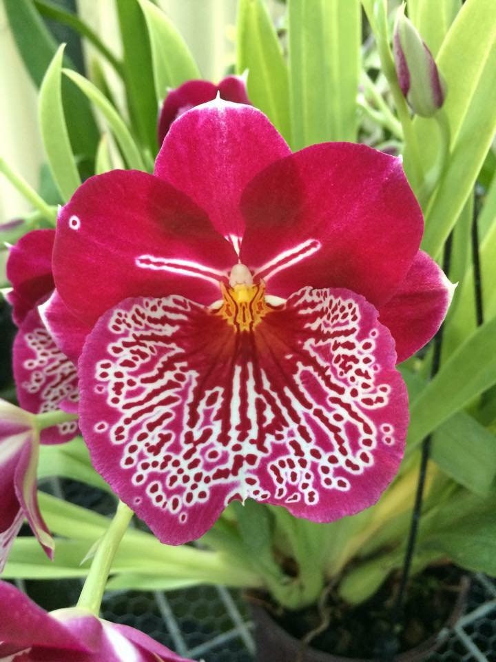 Orchid Miltoniopsis Breathless 'Beauty'Orchid Live Plants - Aloha Hawaii Orchids