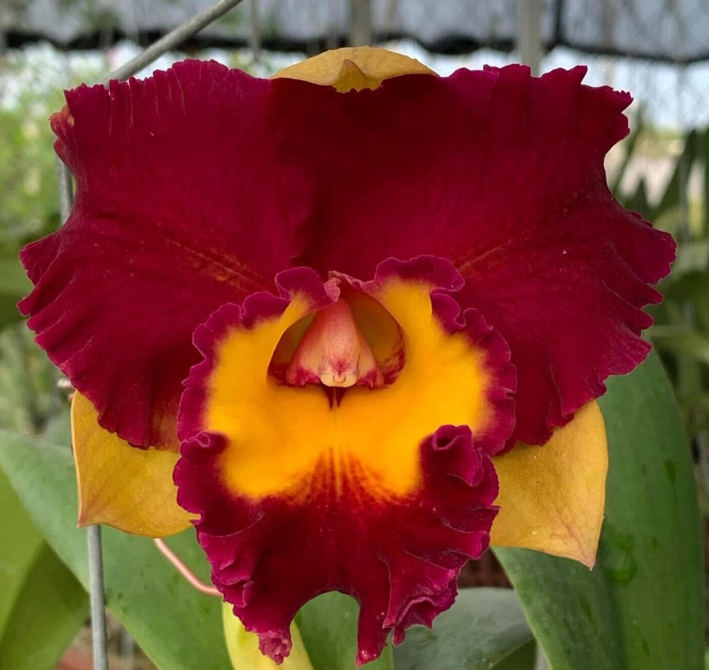 Rlc Cattleya Lady Gaga Orchid Comes in 4" Pot - Aloha Hawaii Orchids