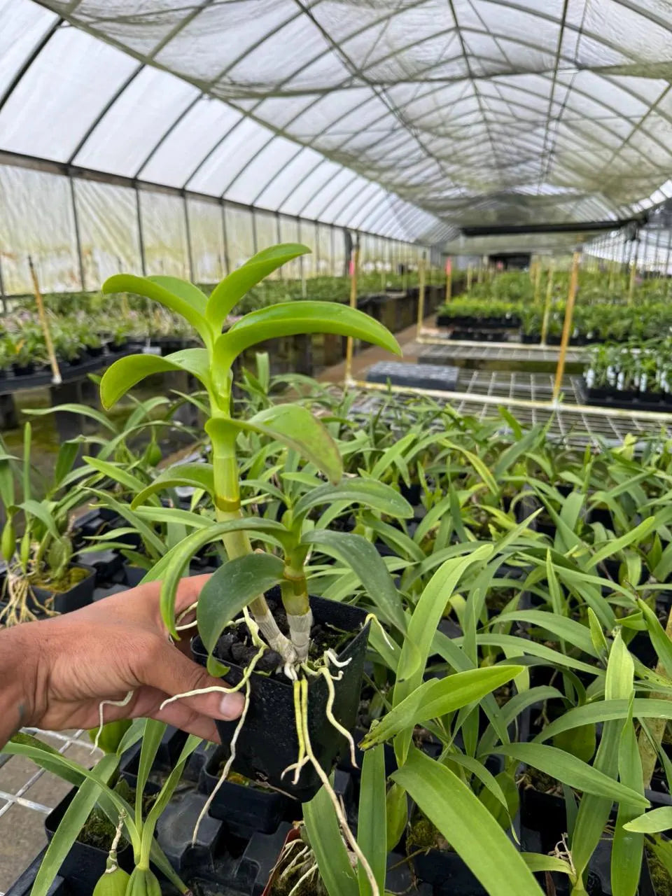 Dendrobium Burana 'Emerald' Comes in 4" Pot