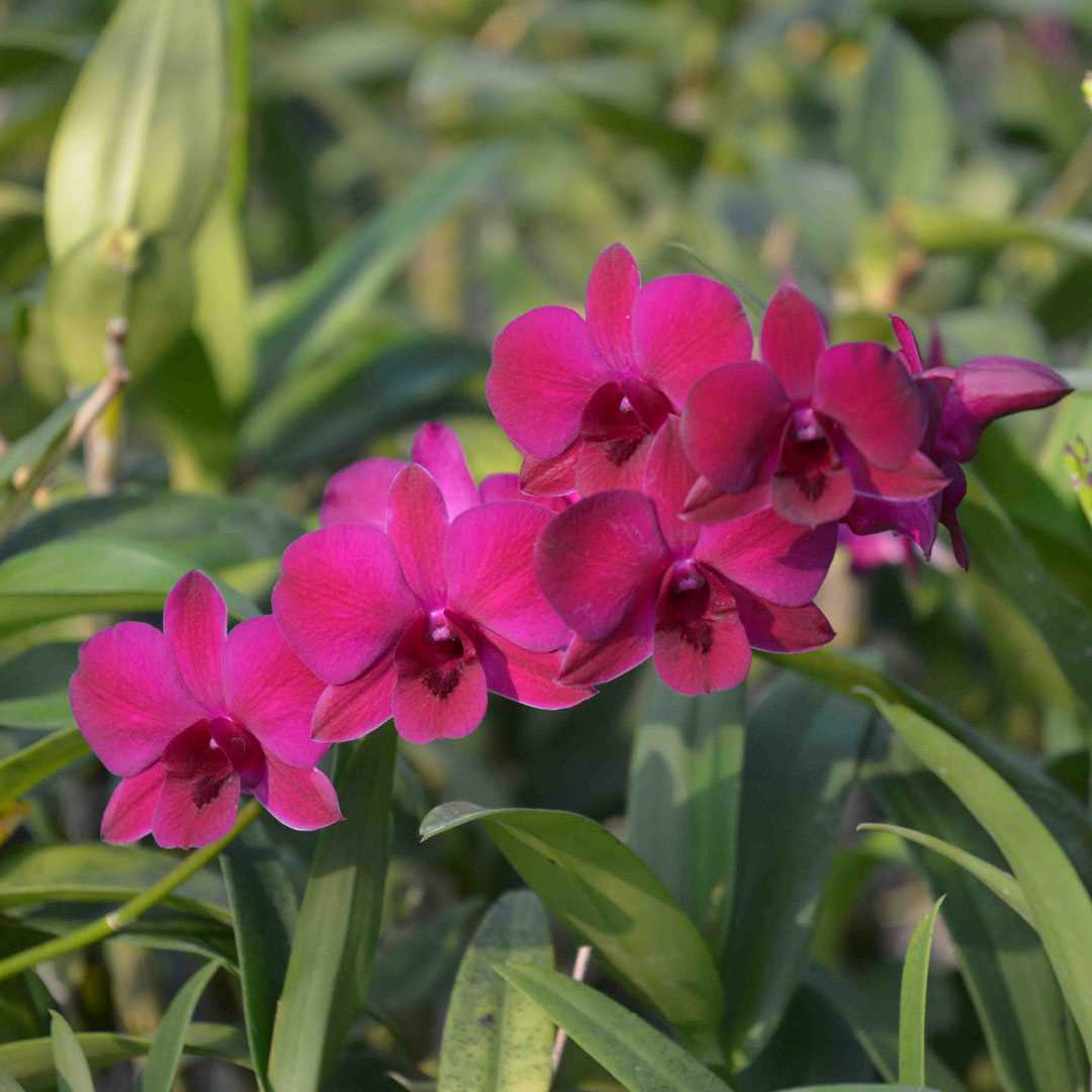 Dendrobium Ladda Red 3" Pot