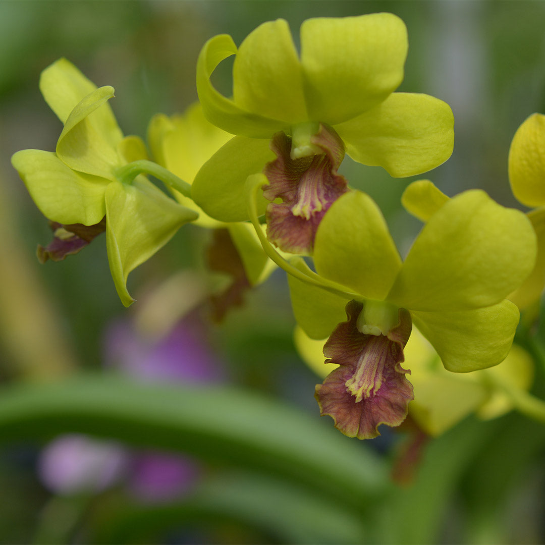 Dendrobium Yellow OT286 Orchid - Aloha Hawaii Orchids