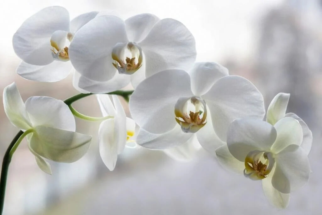 White Phalaenopsis Orchid Orchidaceae 'Moth orchids' Blooming size