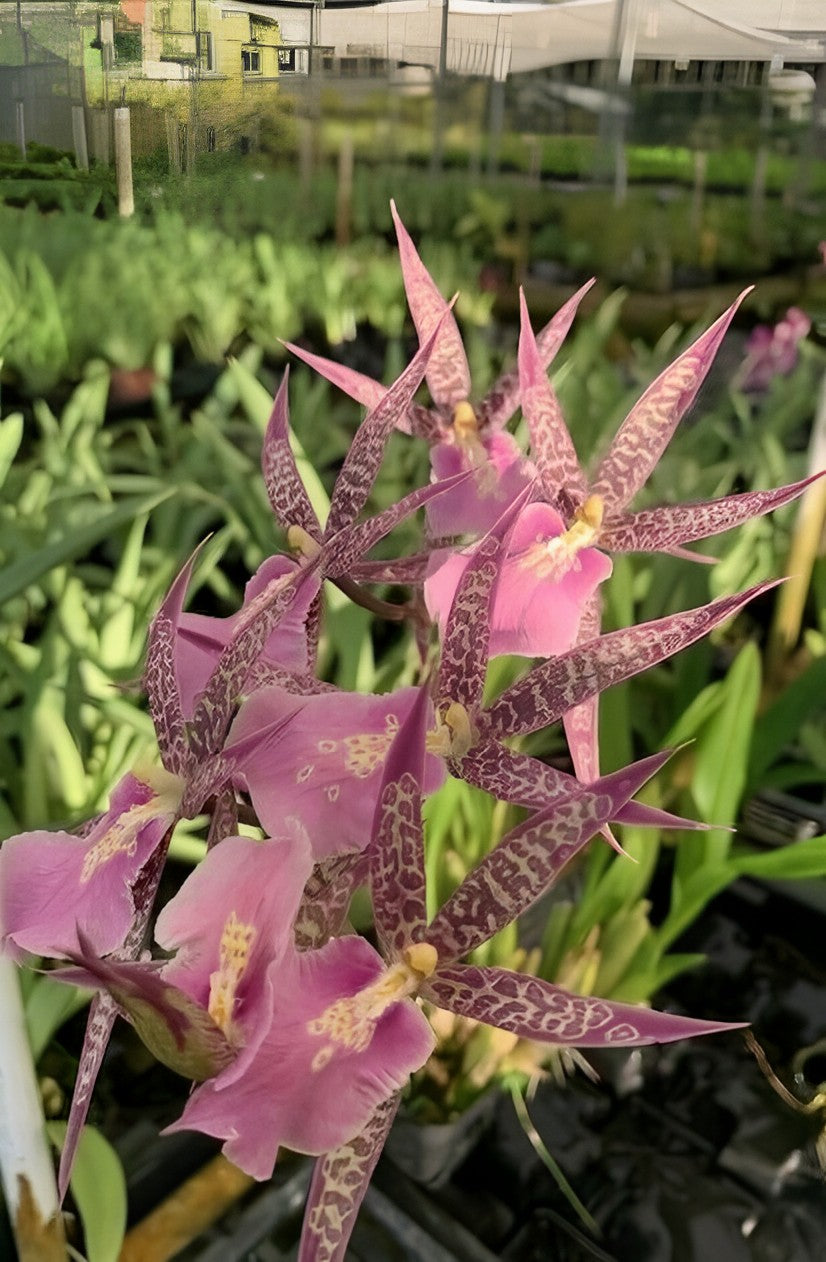 Miltassia C.M. Fitch 'Izumi' – Exotic Spider Orchid – Aloha