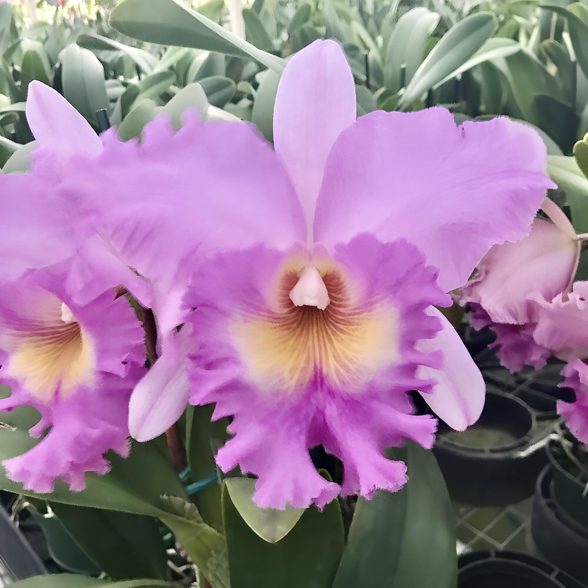 蝦夷花パープルしだれヤマハギ苗木　1〜1.5メートル Cattleya Griprathum Pink X Mahina Yahiro Orchid Comes in 4