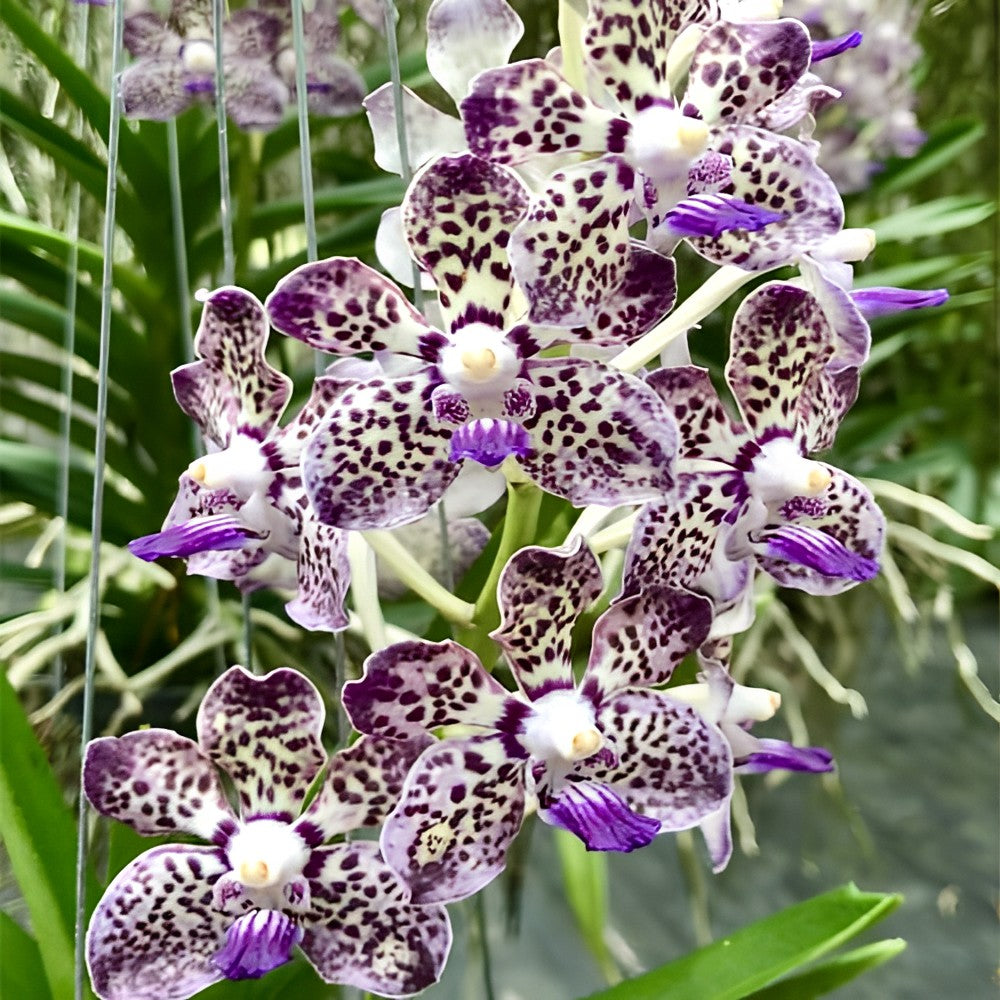 Live Papilionanda orchid hybrid with soft fragrant blooms – Yunnan Smile x Kyra Green – rare Vanda type – Hawai‘i grown
