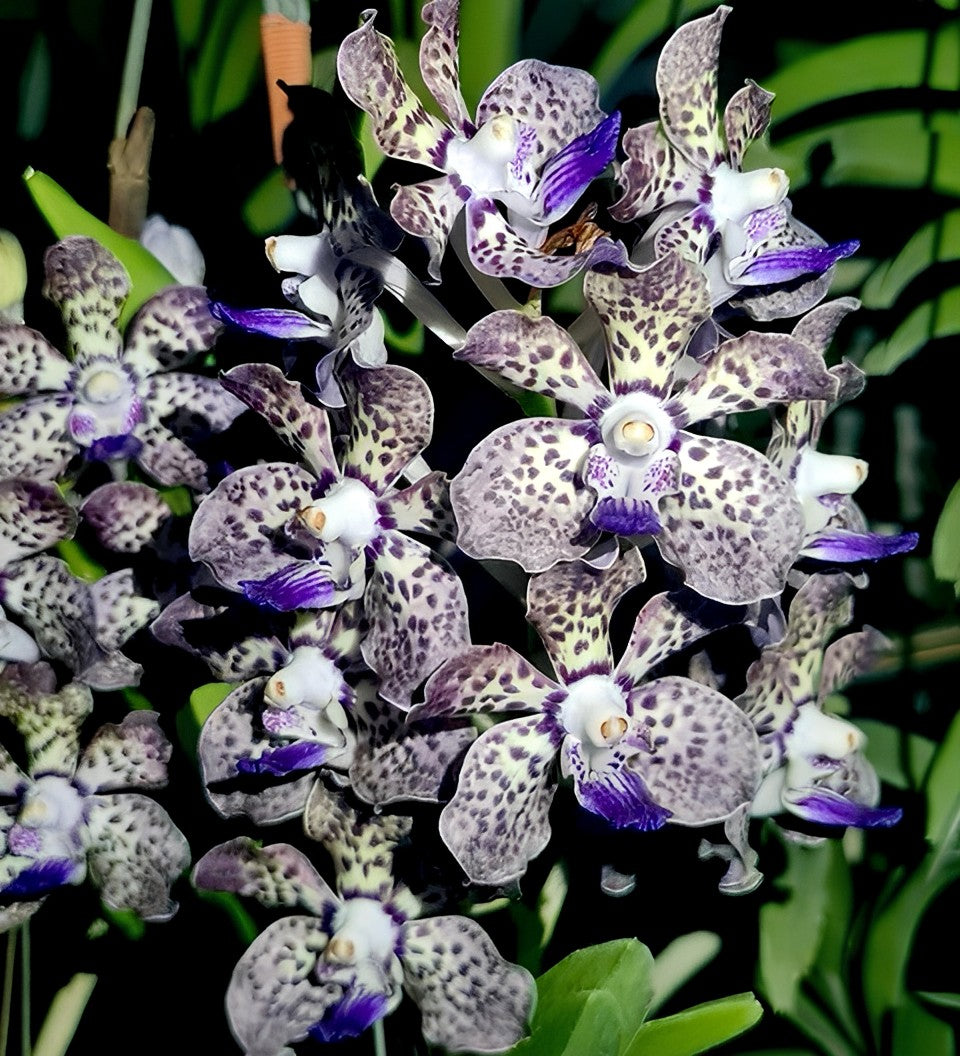 Live Papilionanda orchid hybrid with fragrant tropical blooms – Kyra Green x Paksorn Fragrance – Hawai‘i grown Vanda-type orchid