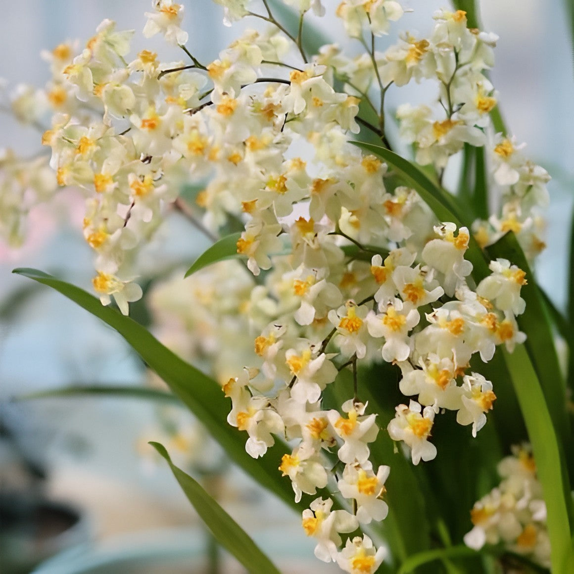 Orchid live plant Oncidium Twinkle 'White' 'Gold Dust' Fragrant Healthy Orchid plants - Aloha Hawaii Orchids