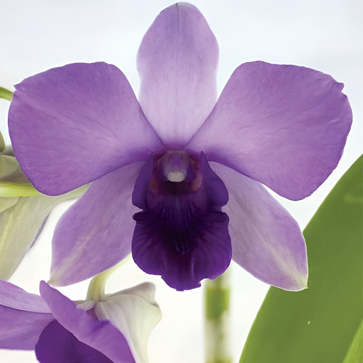 Dendrobium Aridang Blue Orchid Comes in 4" pot - Aloha Hawaii Orchids