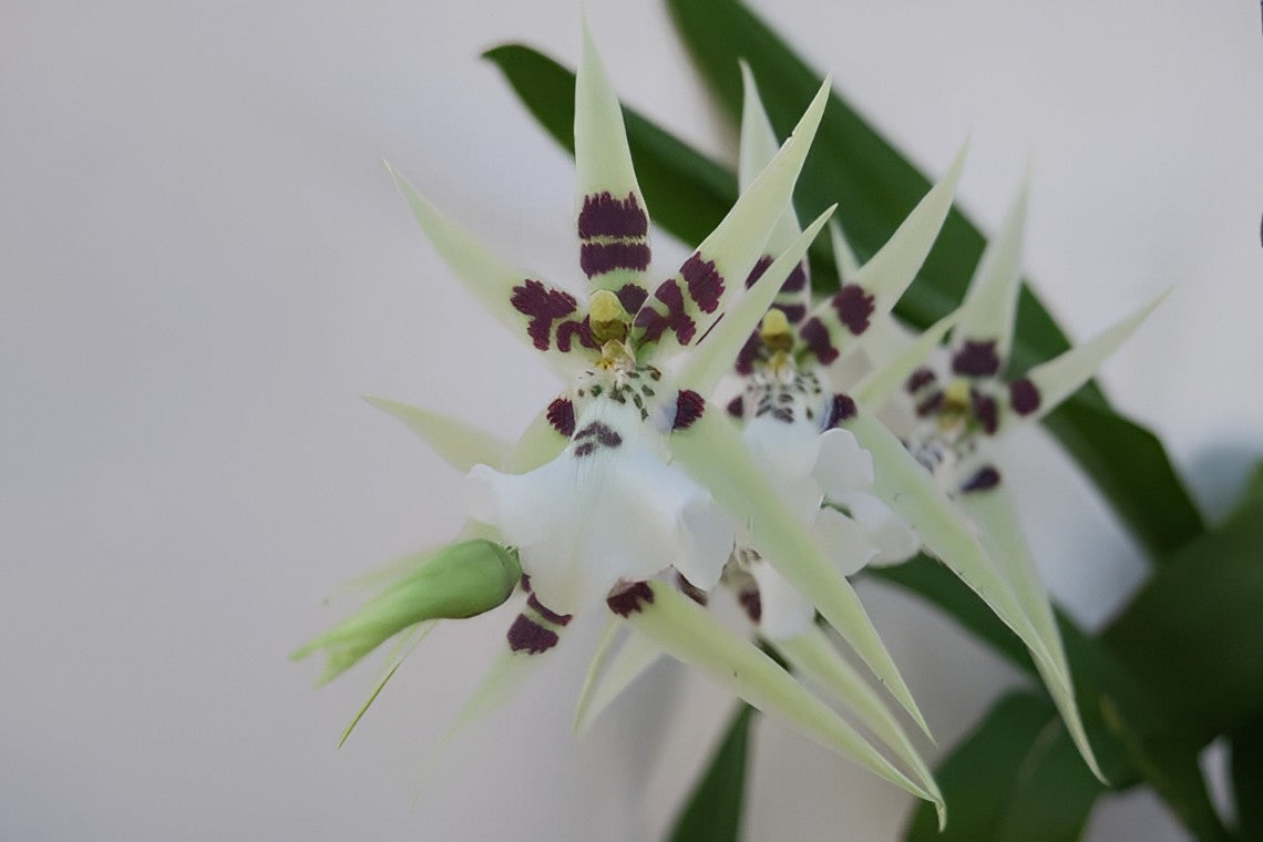 Miltassia Phoenix Rising ‘White Light’ Orchid Comes in 4" Pot - Aloha Hawaii Orchids