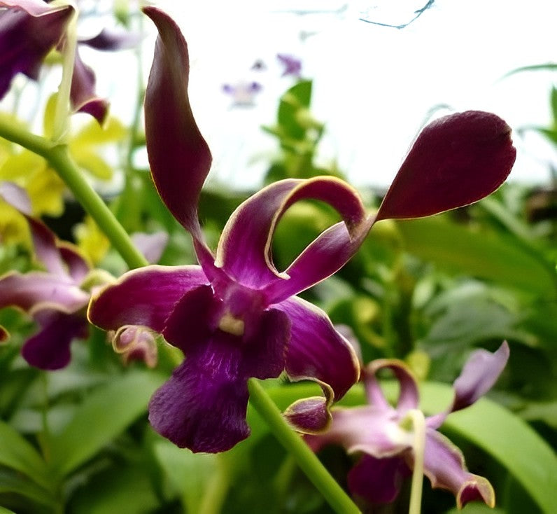 Dendrobium Sea Breeze Orchid Comes in 4" Pot - Aloha Hawaii Orchids