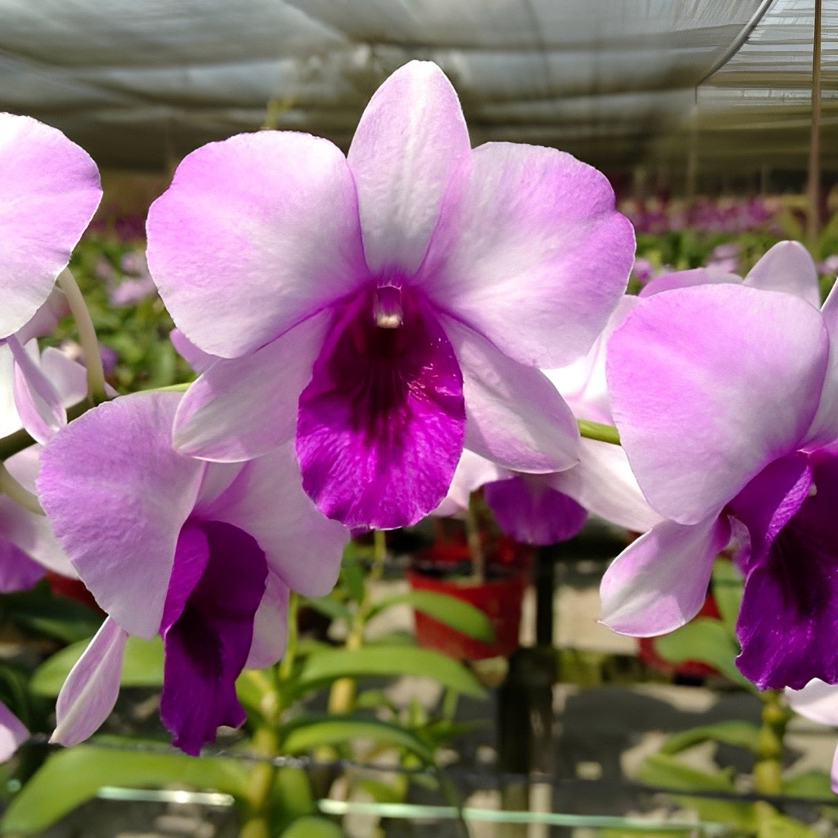Dendrobium Ocean Blue Orchid Comes in 4