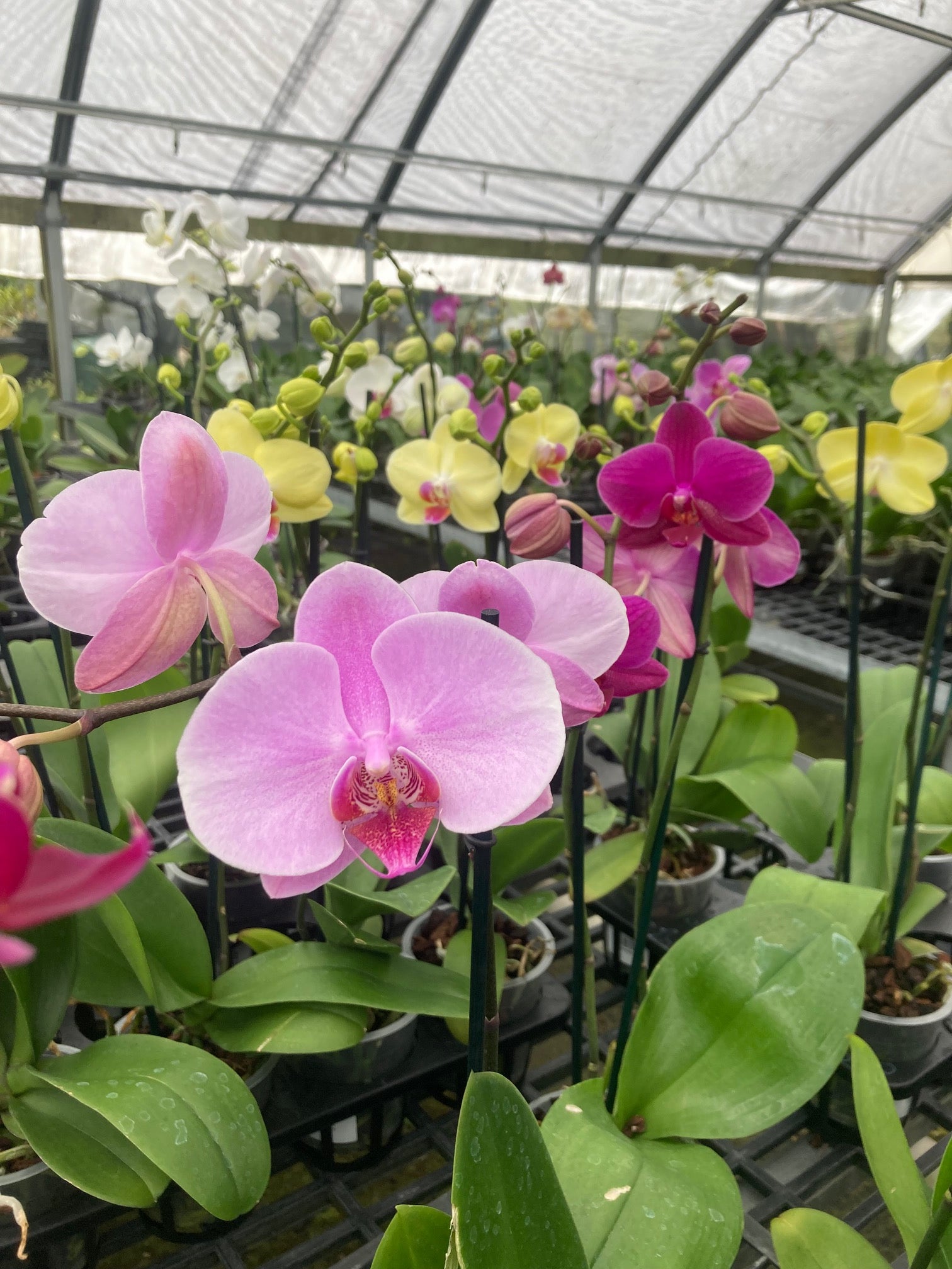 Lavender Phalaenopsis Orchid Blooming size – Aloha Hawaii Orchids
