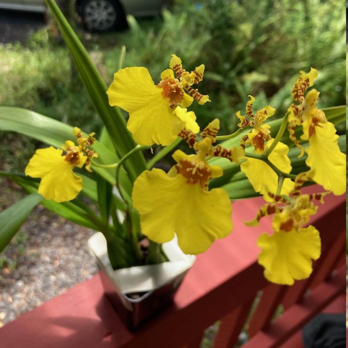Orchid Dancing-lady Orchid Oncidium Gower Ramsey Live Plants - Aloha Hawaii Orchids