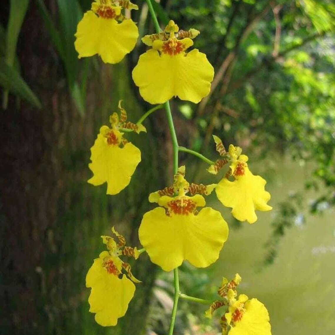 Orchid Dancing-lady Oncidium Gower Ramsey Live Plants