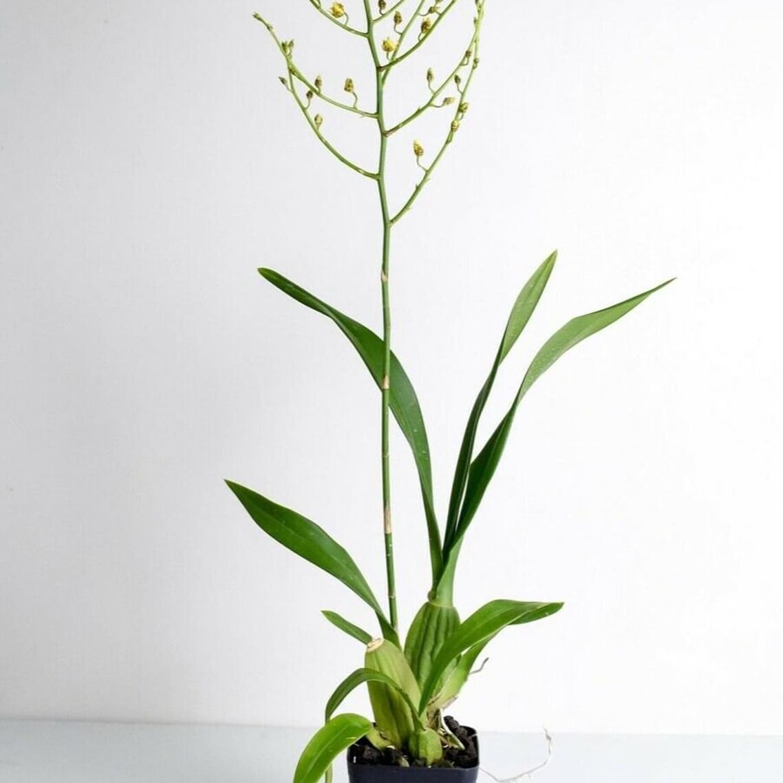 Orchid Dancing-lady Orchid Oncidium Gower Ramsey Live Plants - Aloha Hawaii Orchids