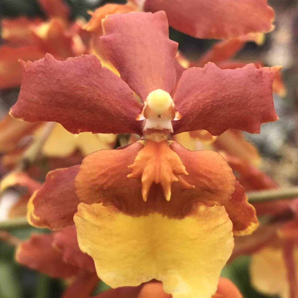 天然オ－ガニックオイル〜Inner Bloom〜　内なる開花 Orchid Odontocidium Sunny Daze 'Hilo Bay' Live Orchids – Aloha