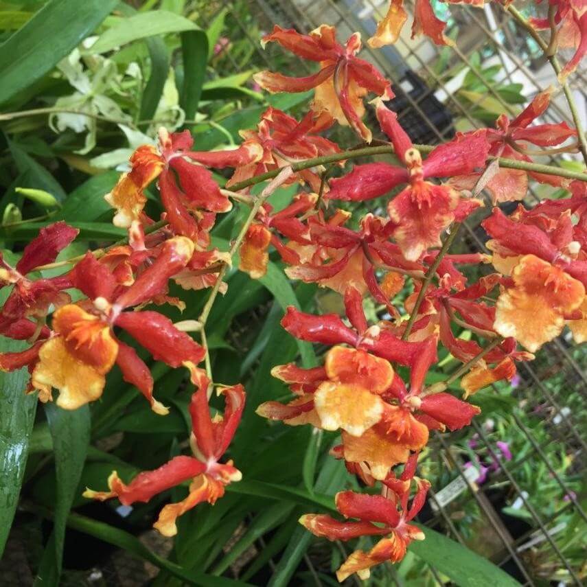 Orchid Odontocidium Sunny Daze ‘Hilo Bay’ Live Orchids - Aloha Hawaii Orchids