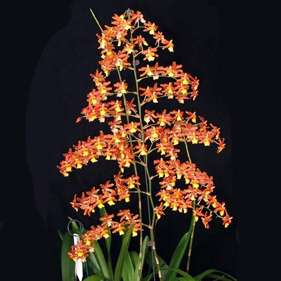 Orchid Odontocidium Sunny Daze ‘Hilo Bay’ Live Orchids - Aloha Hawaii Orchids