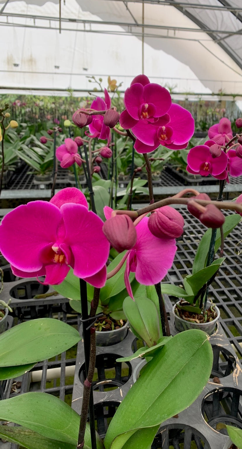 Purple Phalaenopsis Orchid Blooming size - Aloha Hawaii Orchids