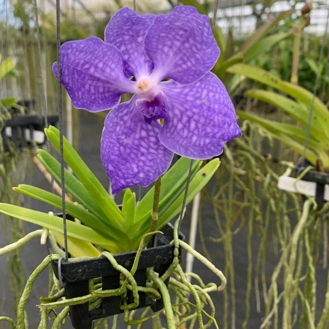 Live Orchid Vanda Flower Plant from Hawaii | Exotic Blue/Purple/Pink/Red Flower | Free Shipping in a Hanging Orchid Basket from Hawaii - Aloha Hawaii Orchids