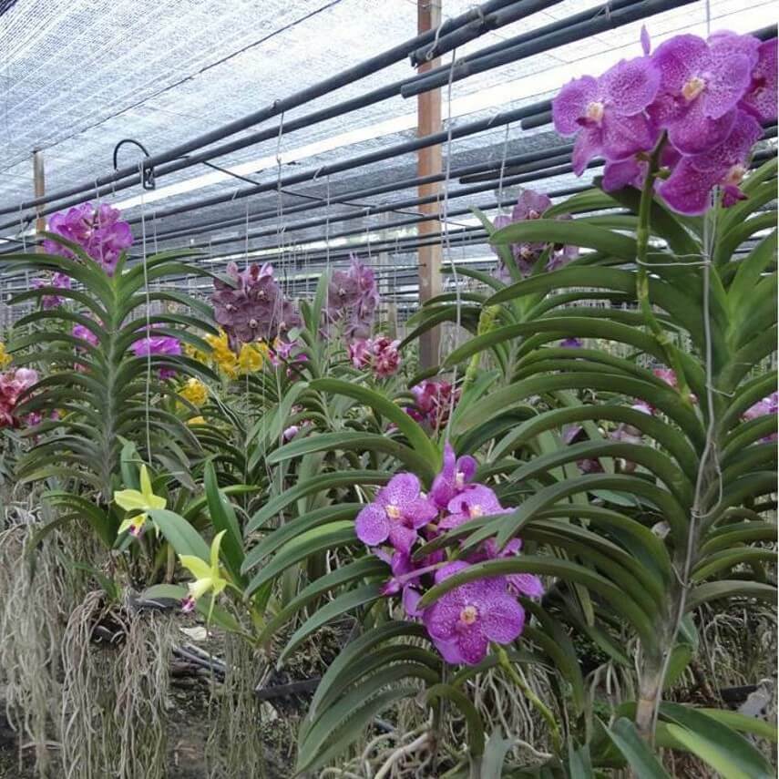 Live Orchid Vanda Flower Plant from Hawaii | Exotic Blue/Purple/Pink/Red Flower | Free Shipping in a Hanging Orchid Basket from Hawaii - Aloha Hawaii Orchids