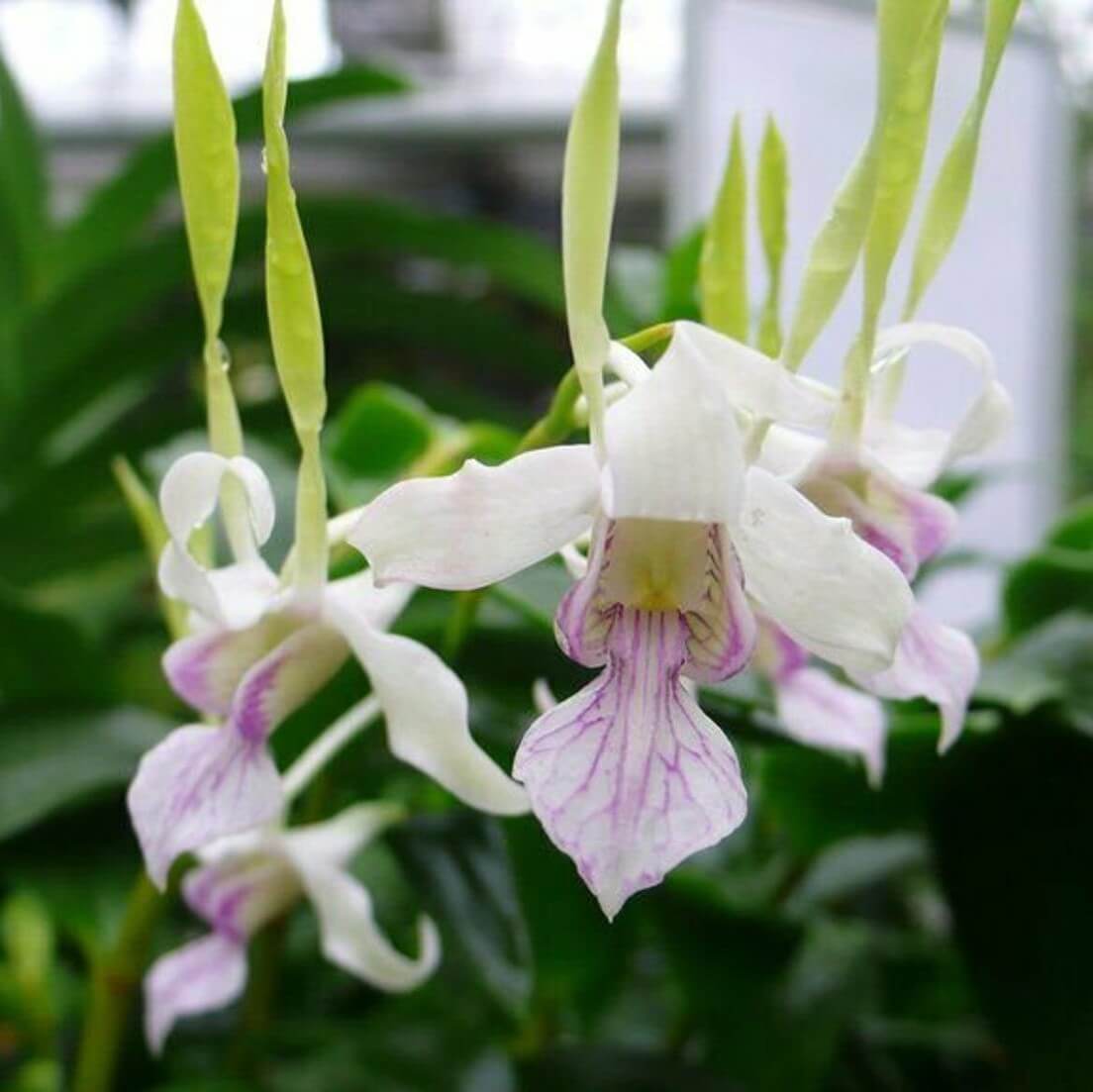 Orchid Dendrobium Antennatum Antelope New Guinea Spikes Fragrant