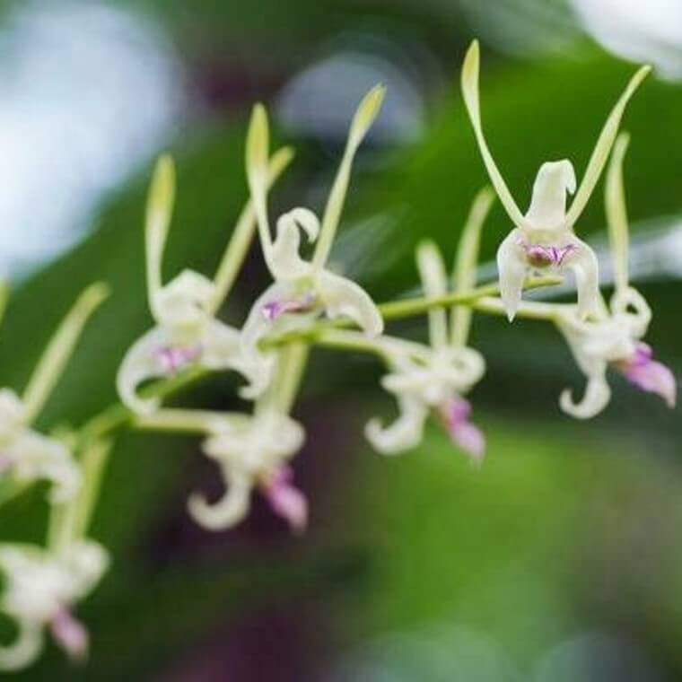 Orchid Dendrobium Antennatum Antelope New Guinea Spikes Fragrant Scent 3" Pot