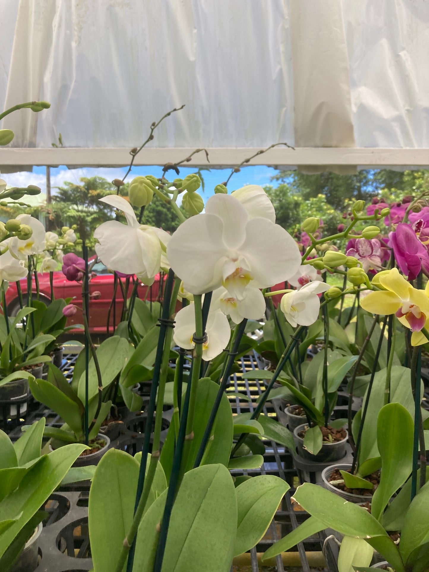 White Phalaenopsis Orchid Blooming size - Aloha Hawaii Orchids