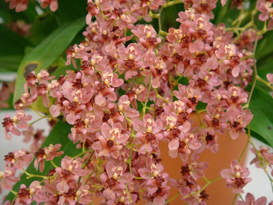 Oncidium Twinkle ‘Pink Profusion’ Orchid 2" Pot