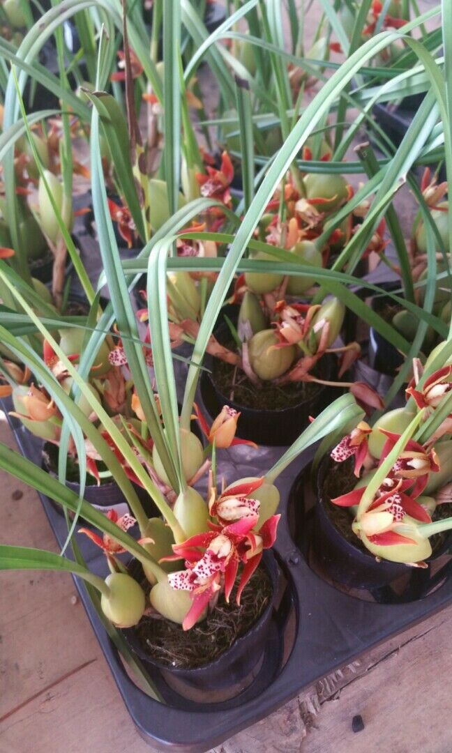 Coconut Orchid Maxillaria tenuifolia Fragrant Orchid Plants Comes in 4" pot - Aloha Hawaii Orchids