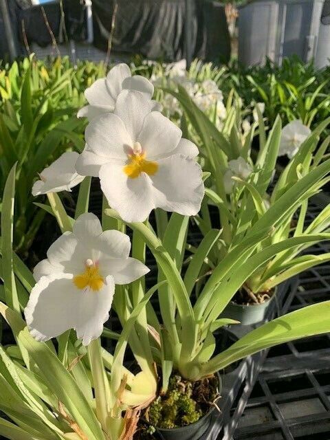 Orchid Miltoniopsis Pacific Clouds Orchid Fragrant Live Plant - Aloha Hawaii Orchids