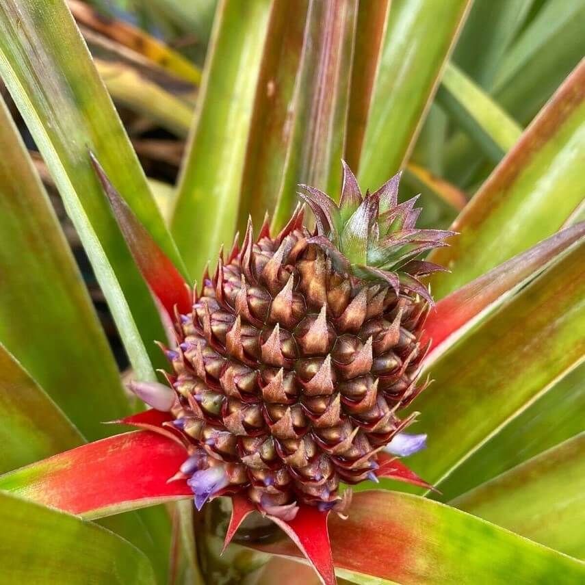White Pineapple - White Hawaiian Pineapple Non Acidic Super Sweet Comes in 4" Pot - Aloha Hawaii Orchids