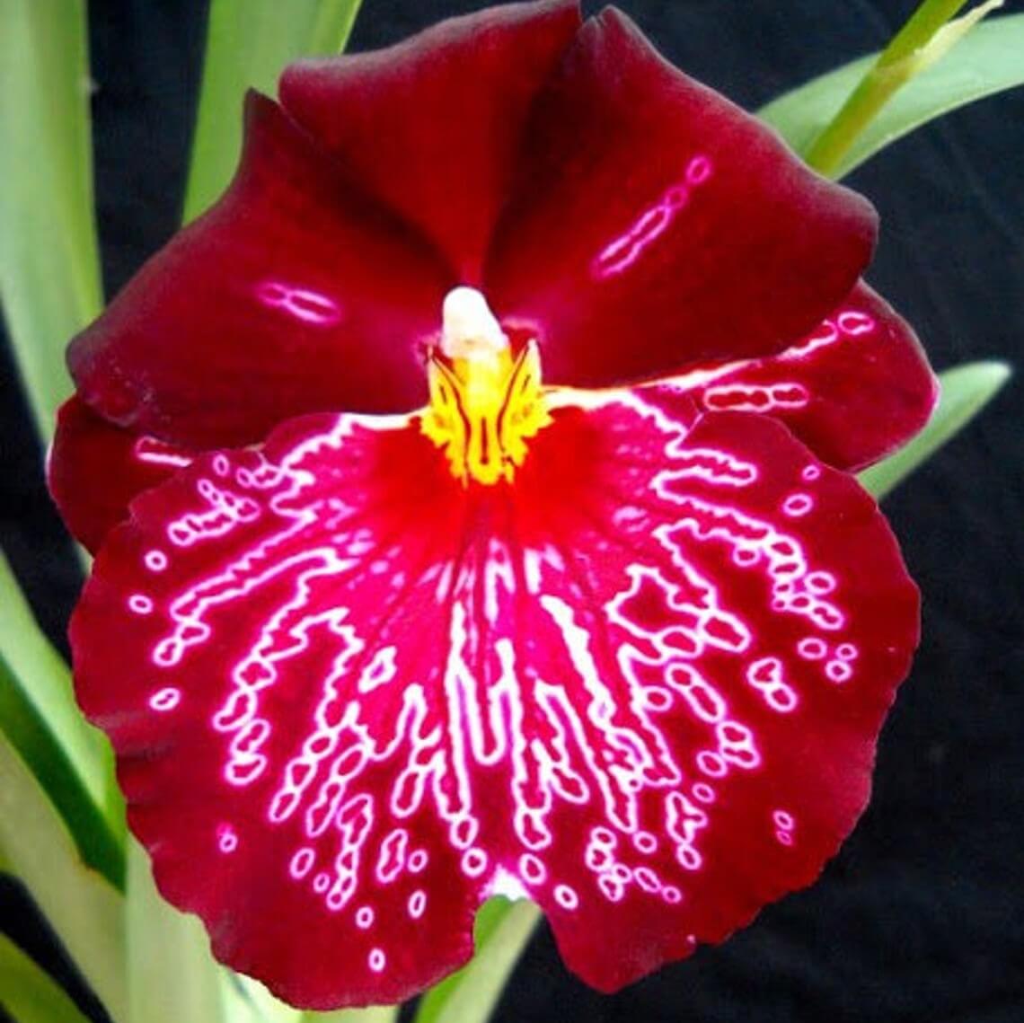 Orchid Miltoniopsis Bert Field 'Leash' Orchid Live plants - Aloha Hawaii Orchids