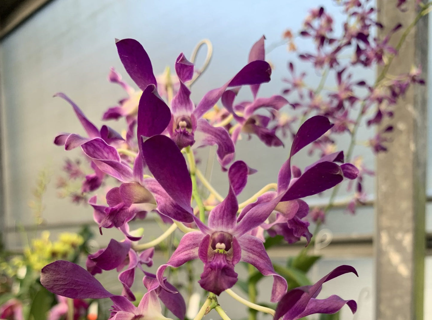 Dendrobium Somkiat Blue Orchid Comes in 4" Pot - Aloha Hawaii Orchids