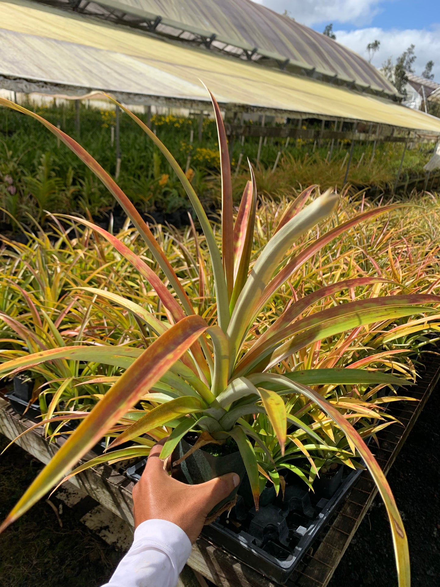 5 White Hawaiian Pineapple + Shipping - Aloha Hawaii Orchids