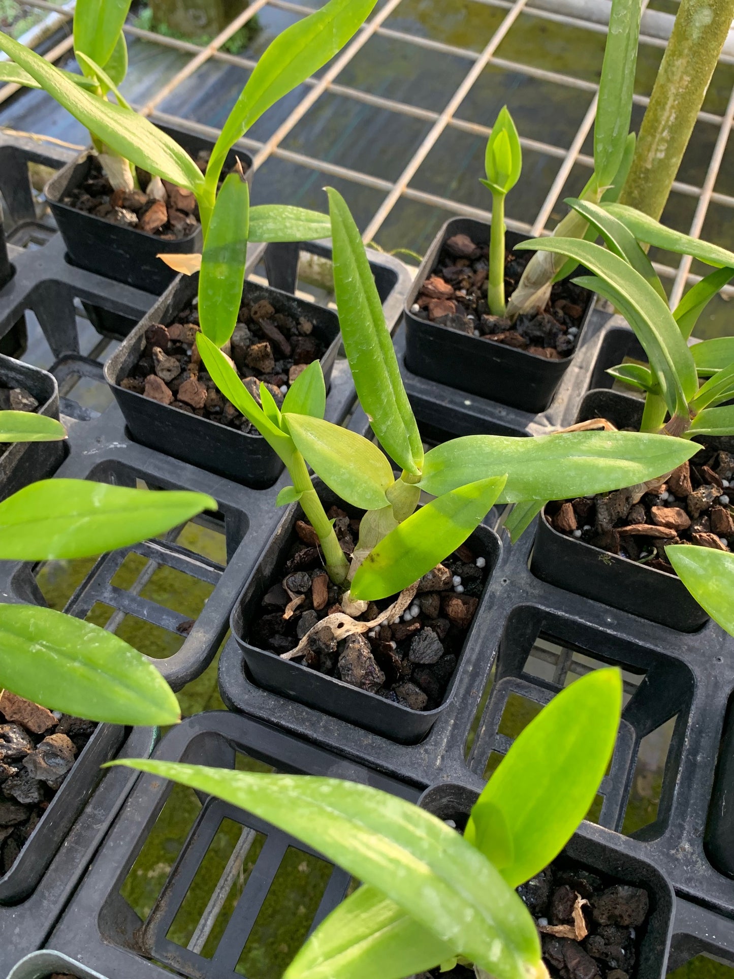 Dendrobium Kaoyai Izumi Orchid, 4" Pot - Aloha Hawaii Orchids