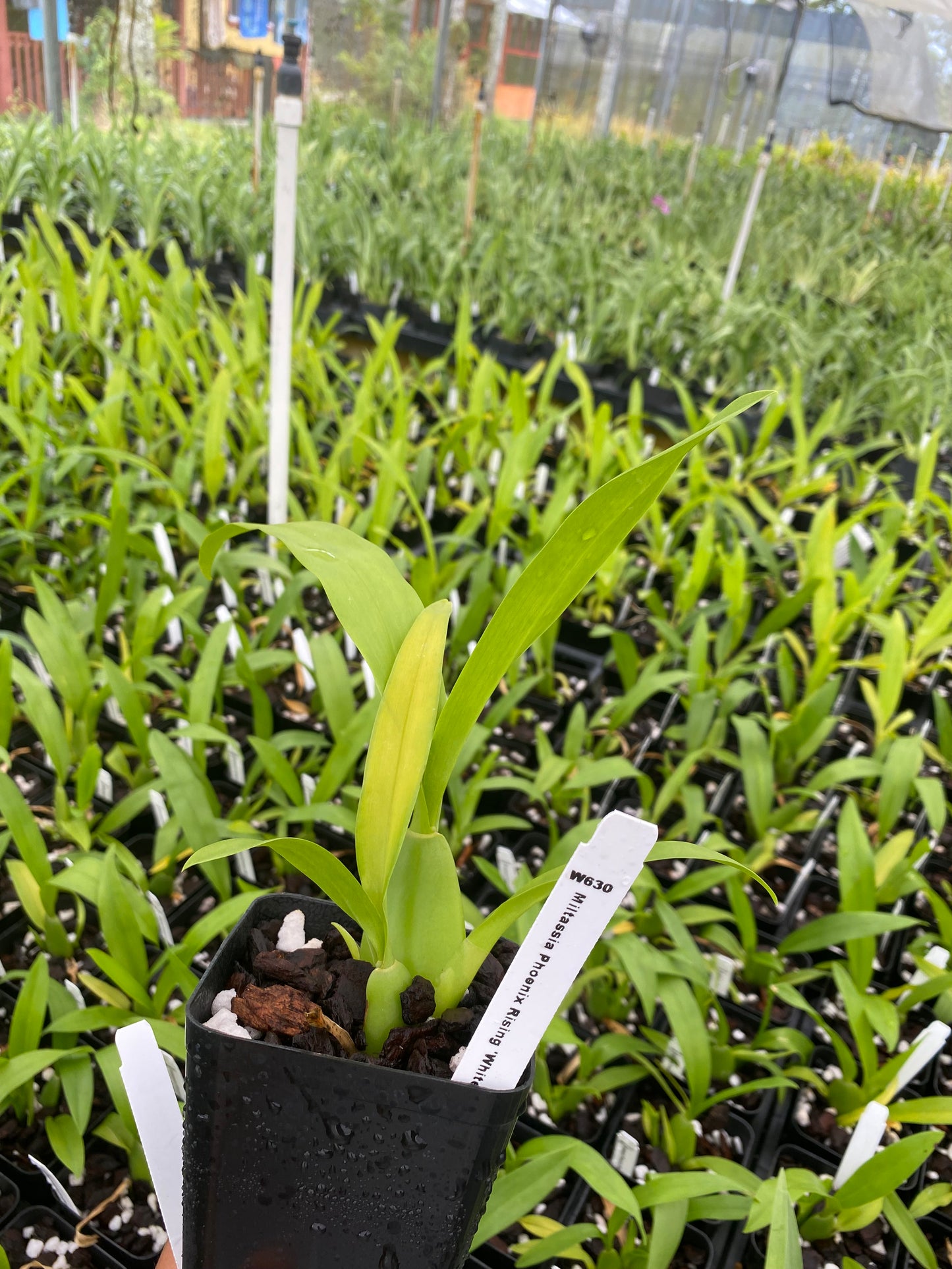 Miltassia Phoenix Rising ‘White Light’ Comes in 4" Pot