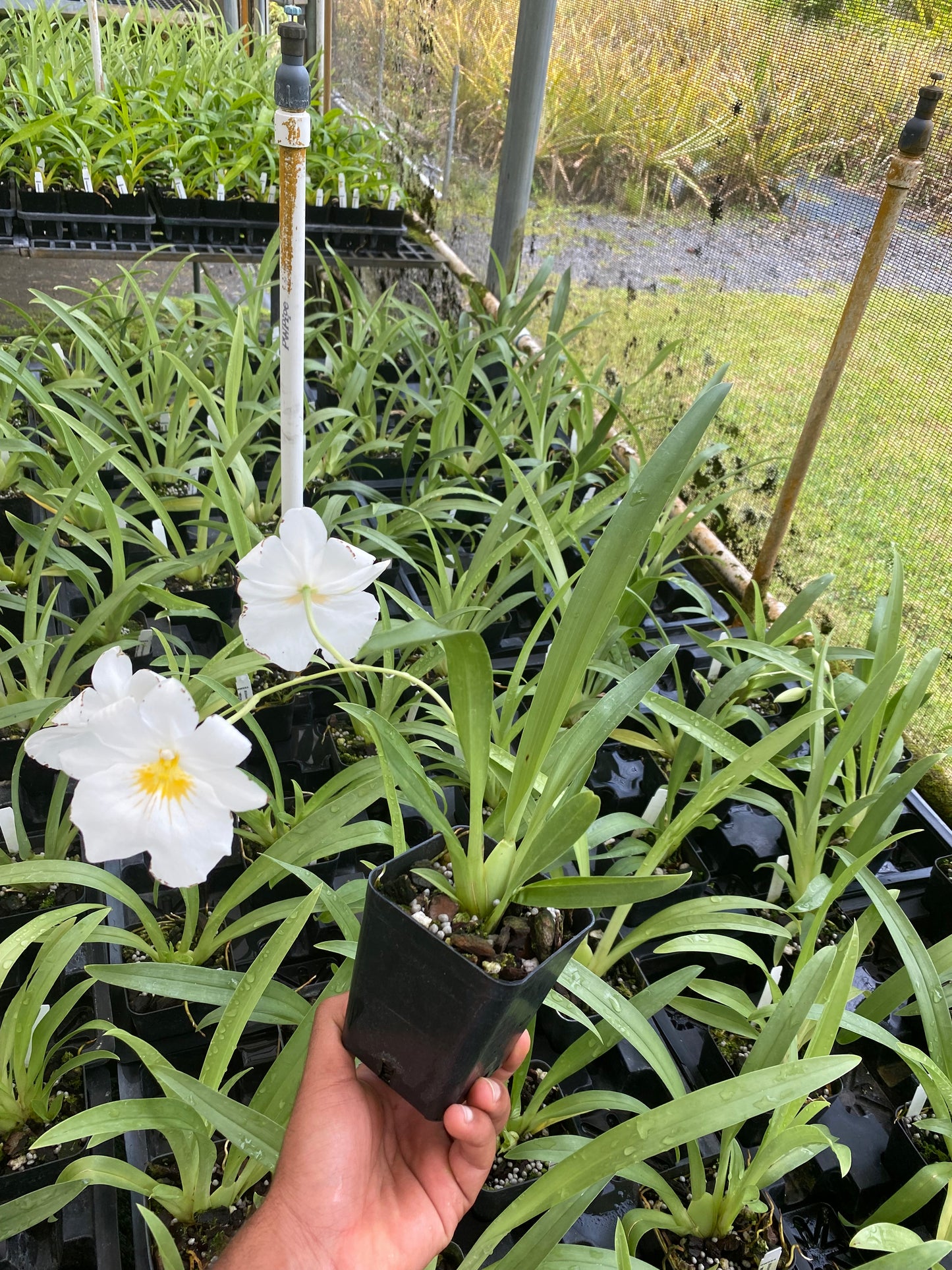 Miltoniopsis Golden Snows ‘White Light’ Comes in 4" Pot