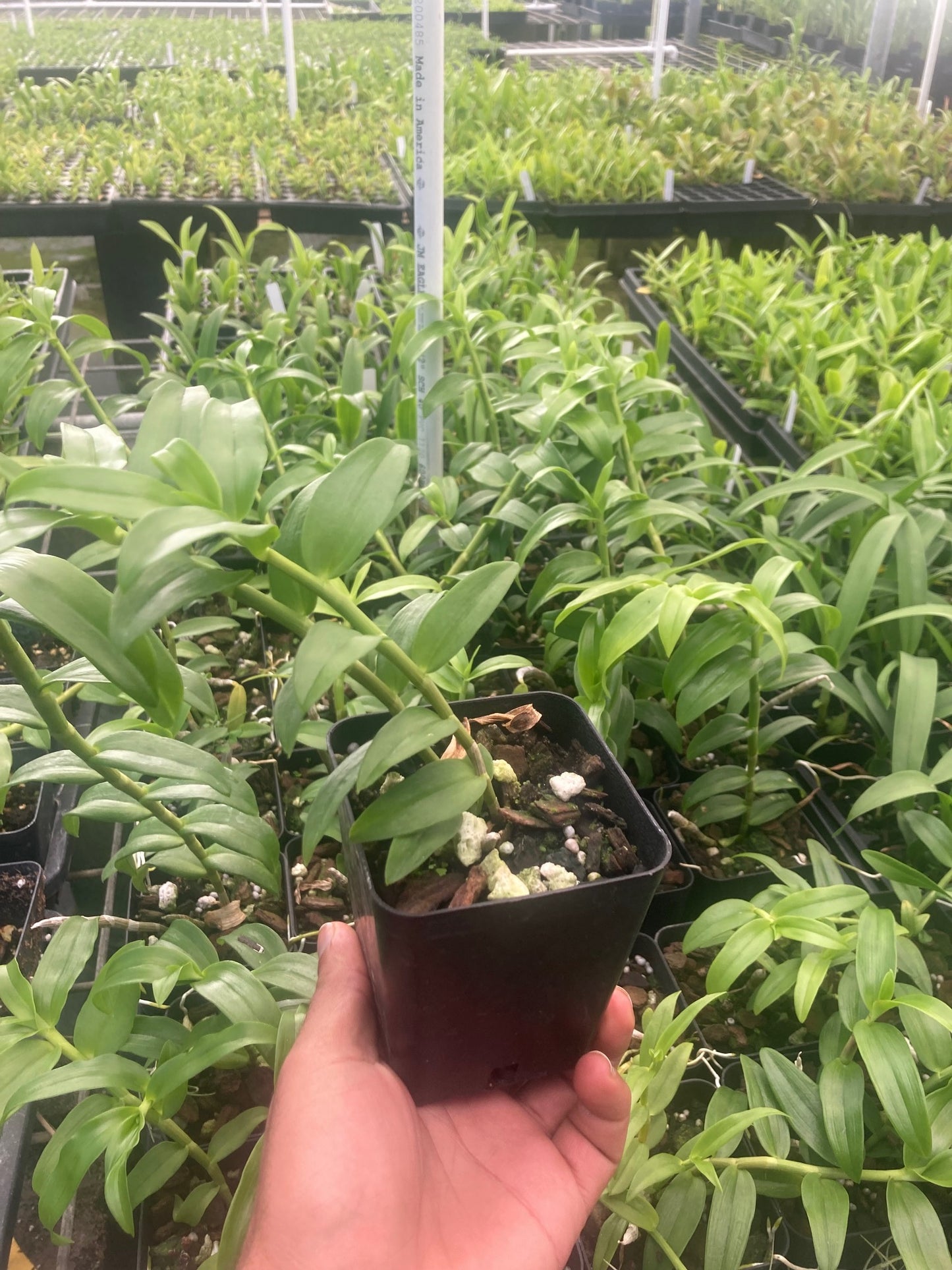 Dendrobium Honohono Fragrant orchid live plant From Hawaii blooming size - Aloha Hawaii Orchids