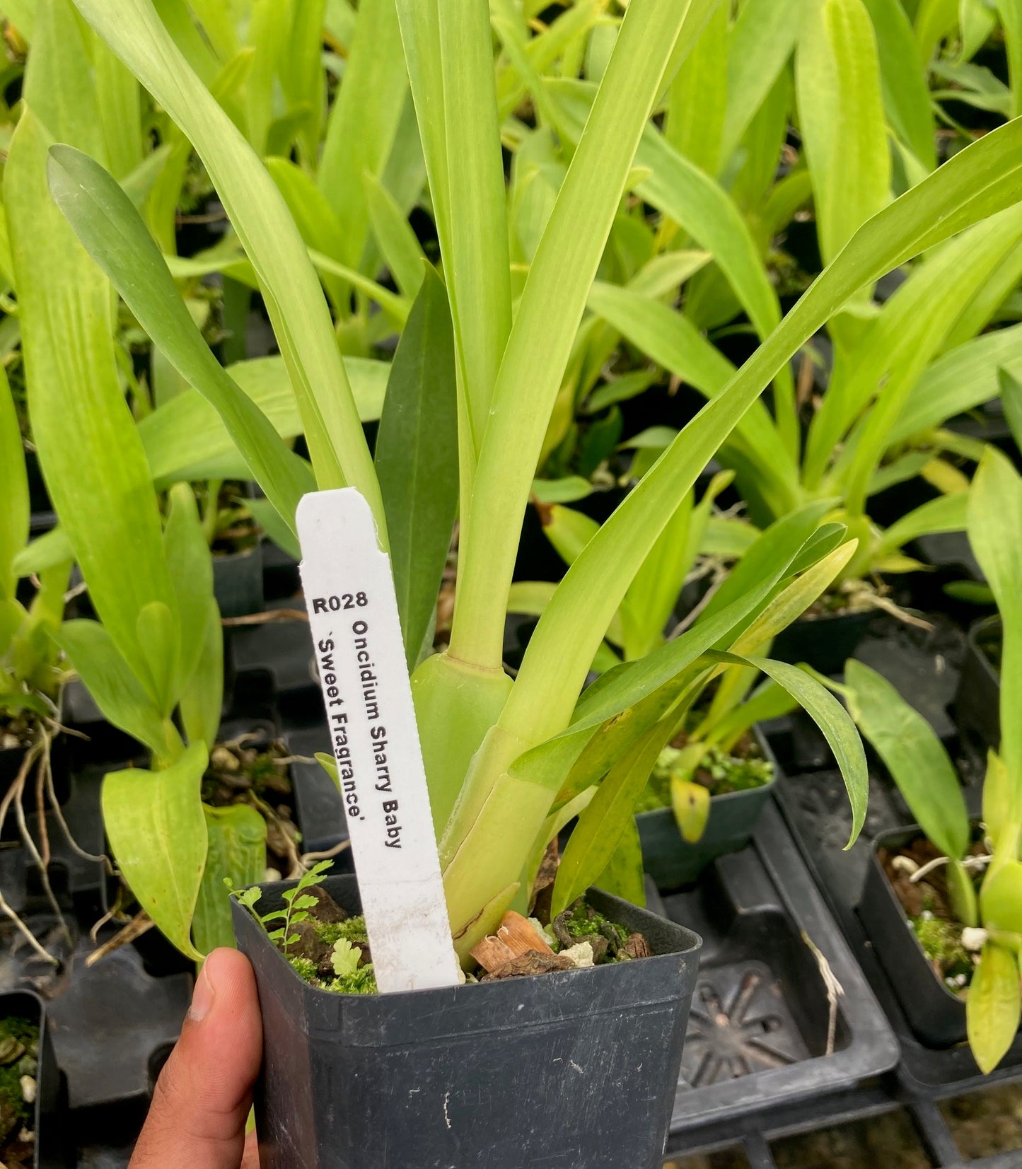 Oncidium Sharry Baby 'Sweet Fragrance' Orchid From Hawaii in 4” pots Blooming Size Fragrant - Aloha Hawaii Orchids