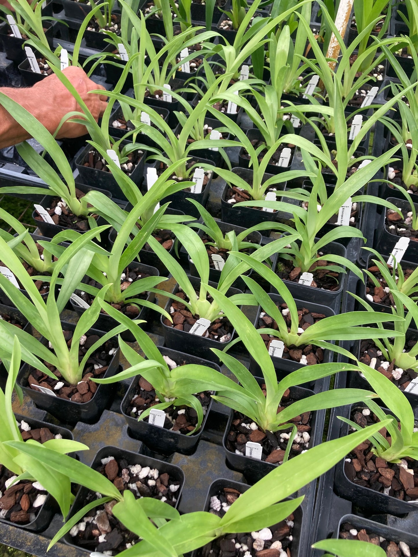 Miltoniopsis Sunglow ‘Amazing’ Orchid Easy to grow, White flowers, Fragrant From Hawaii - Aloha Hawaii Orchids
