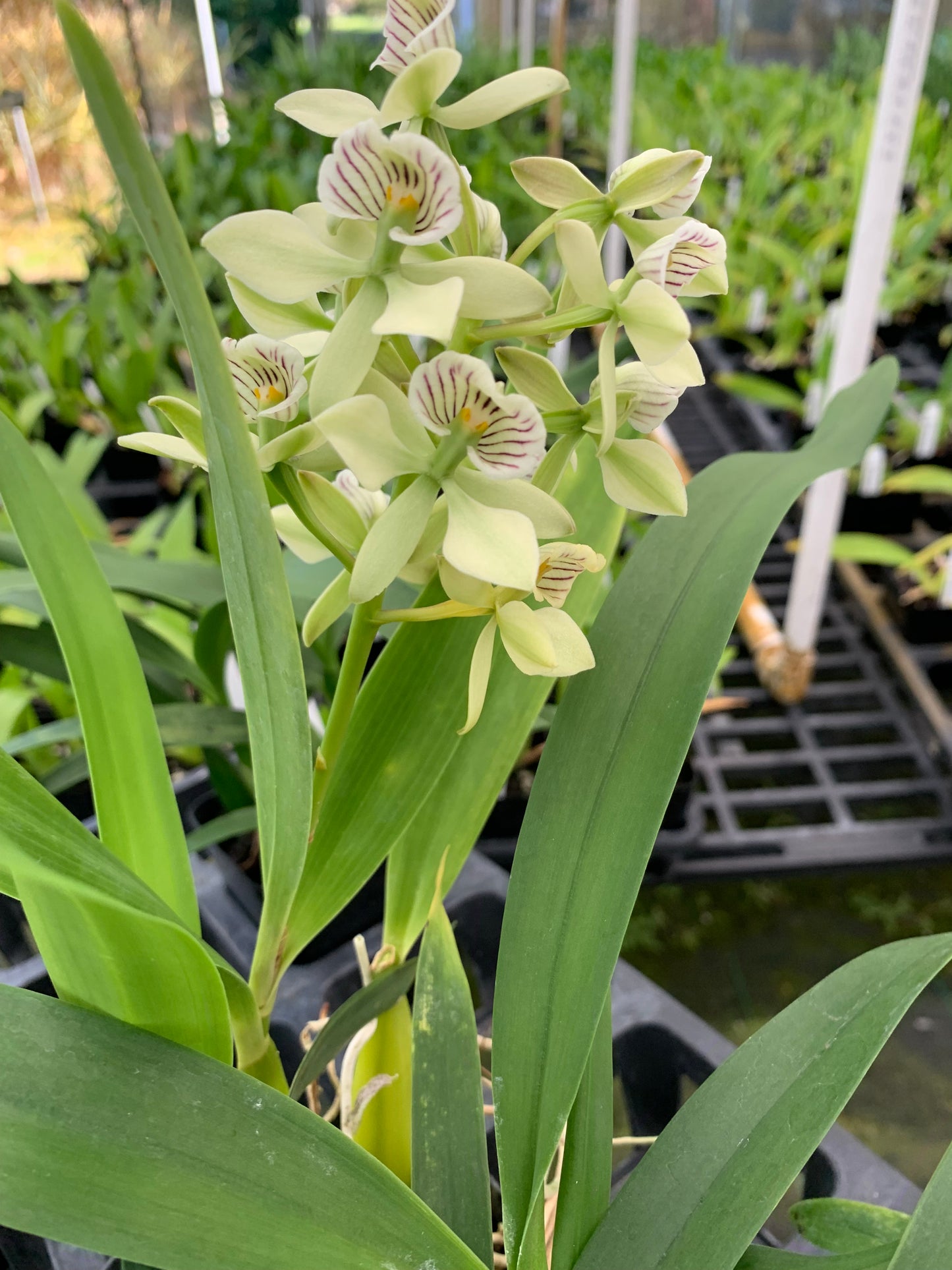 Orchid Encyclia Radiata Fragrant Orchid 4" Pot - Aloha Hawaii Orchids