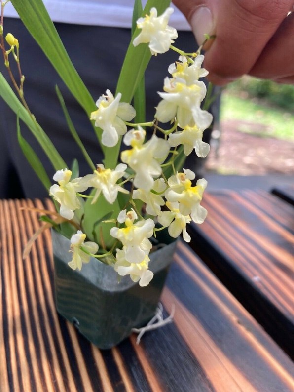 Orchid live plant Oncidium Twinkle 'White' 'Gold Dust' Fragrant Healthy Orchid plants - Aloha Hawaii Orchids